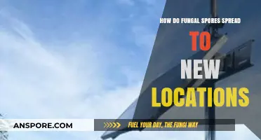 Exploring Fungal Spores: How They Travel to New Environments