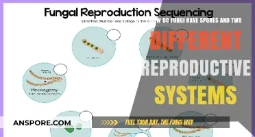 Fungi's Dual Reproductive Strategies: Spores and Unique Systems Explained
