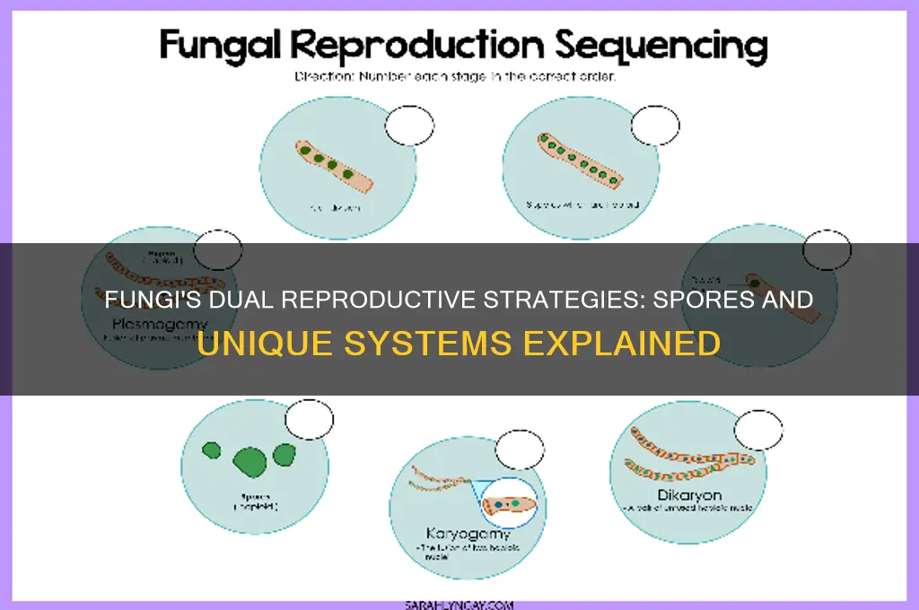 how do fungi have spores and two different reproductive systems