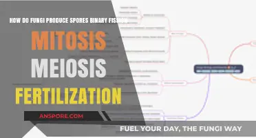 Fungal Reproduction: Spores, Binary Fission, Mitosis, Meiosis, and Fertilization Explained