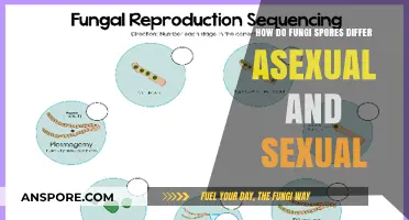 Exploring Fungi Spores: Asexual vs. Sexual Reproduction Differences