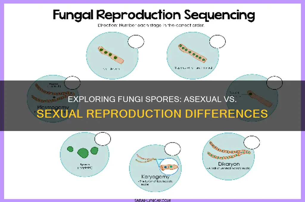 how do fungi spores differ asexual and sexual