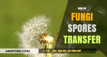 Unveiling the Fascinating Journey of Fungal Spores: Transfer Methods Explained