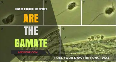 Unveiling Fungal Mysteries: How Spore-Like Structures Function as Gametes