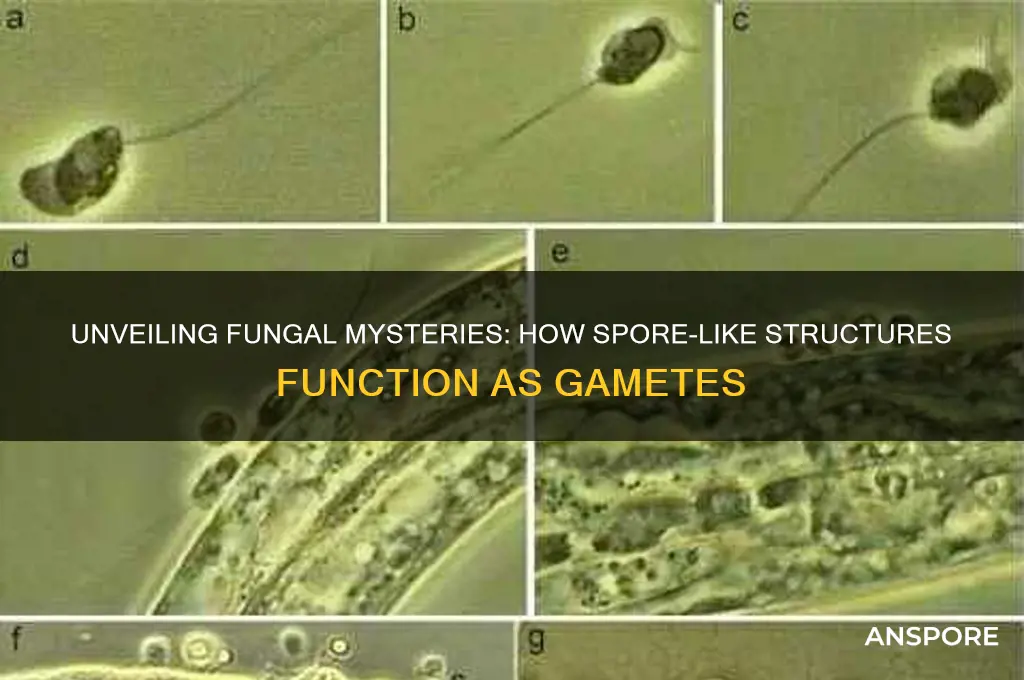 how do fungus like spores are the gamate