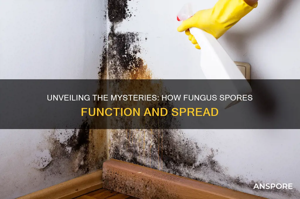 how do fungus spores work