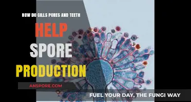 Gills, Pores, and Teeth: Unlocking the Secrets of Spore Production