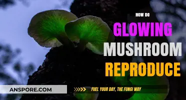Glowing Mushrooms: Reproduction Secrets Unveiled