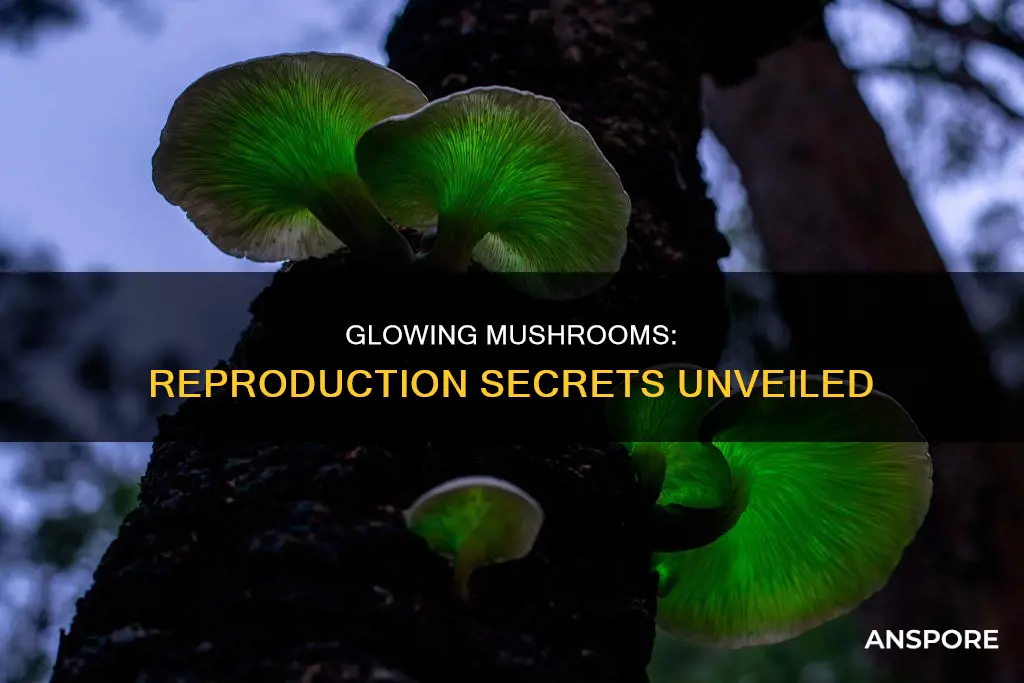 how do glowing mushrooms reproduce