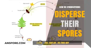 Gymnosperm Spore Dispersal: Methods, Mechanisms, and Environmental Adaptations Explained