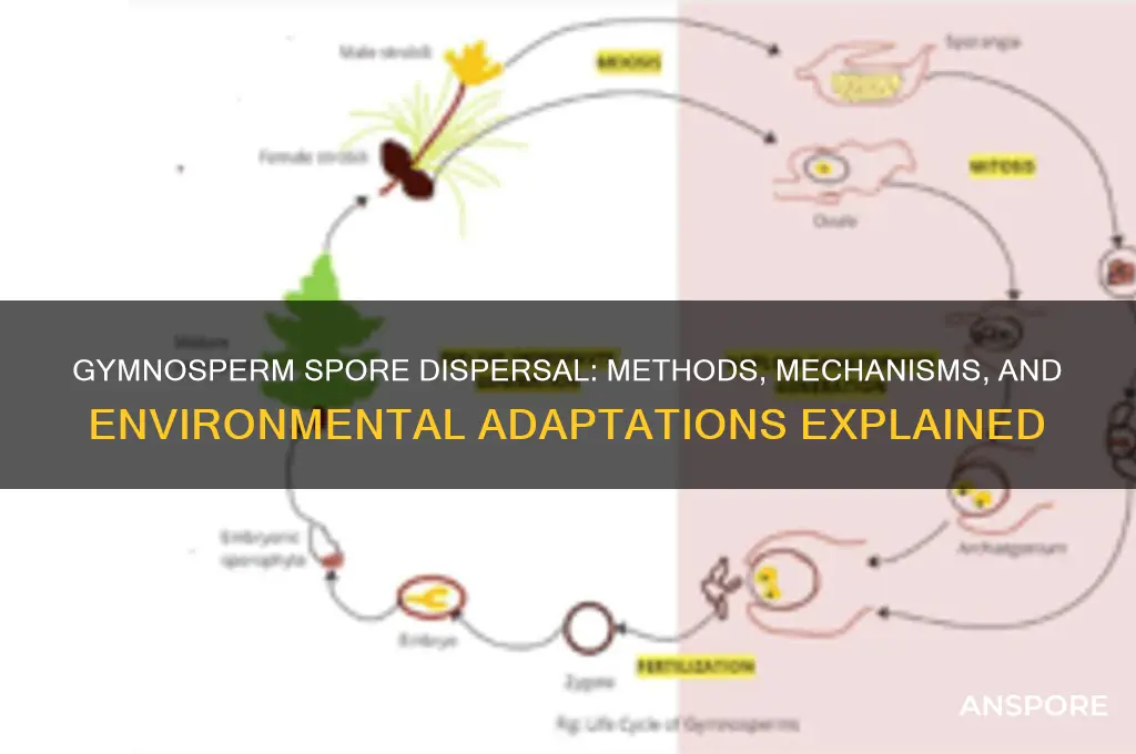 how do gymnosperms disperse their spores