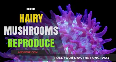 Hairy Mushrooms: Reproduction and Spores