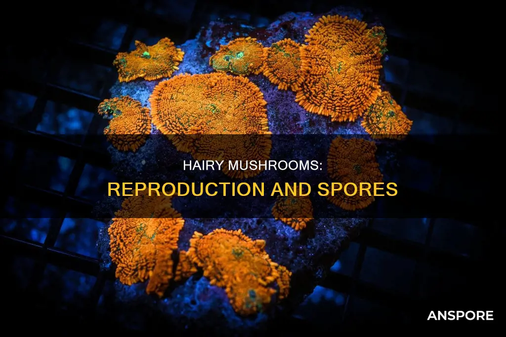 how do hairy mushrooms reproduce