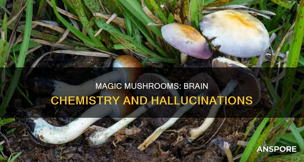 how do hallucinogenic mushrooms affect the brain