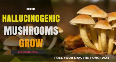 Unveiling the Mystical Growth of Hallucinogenic Mushrooms in Nature
