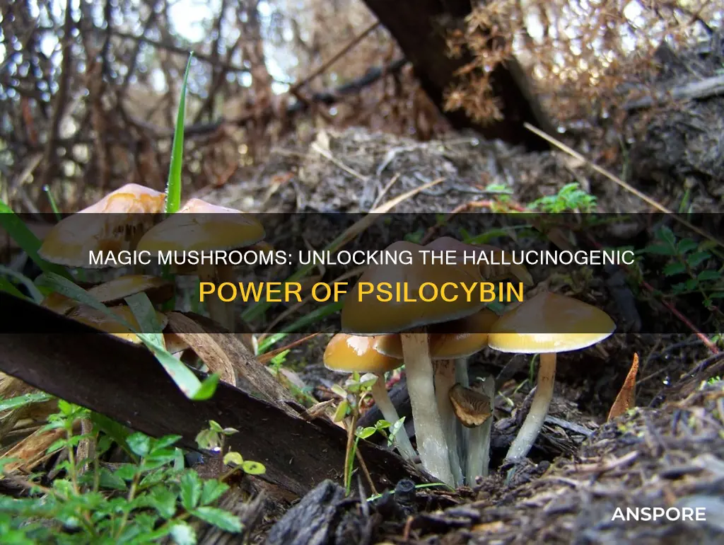 how do hallucinogenic mushrooms work
