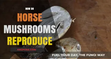 Horse Mushrooms: Reproduction Secrets Unveiled