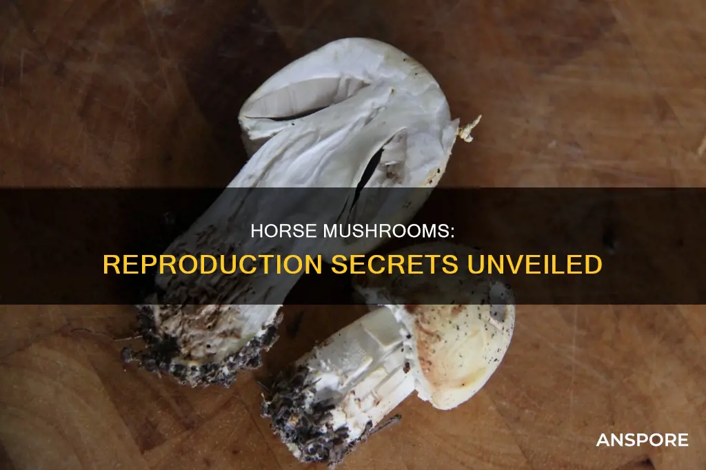 how do horse mushrooms reproduce