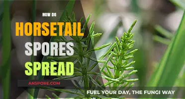 How Horsetail Spores Travel: Unveiling Their Unique Dispersal Methods