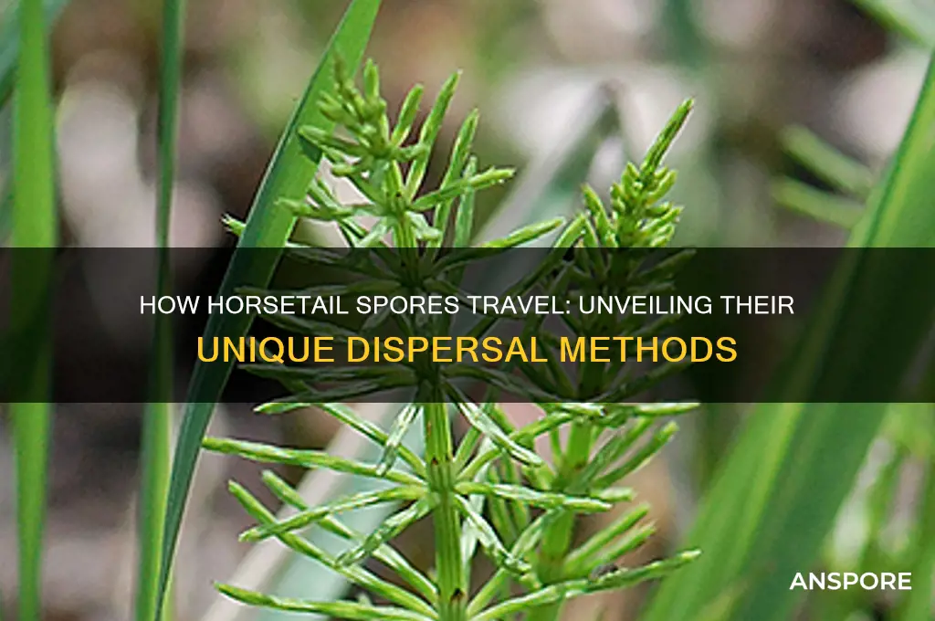 how do horsetail spores spread