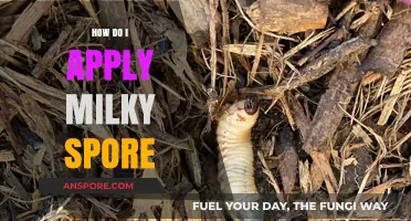 Effective Milky Spore Application: A Step-by-Step Guide for Lawn Grub Control