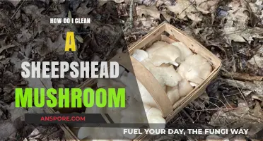 Cleaning Sheepshead Mushrooms: A Step-by-Step Guide