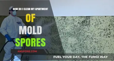 Effective Mold Removal: Clean Your Apartment of Mold Spores Fast