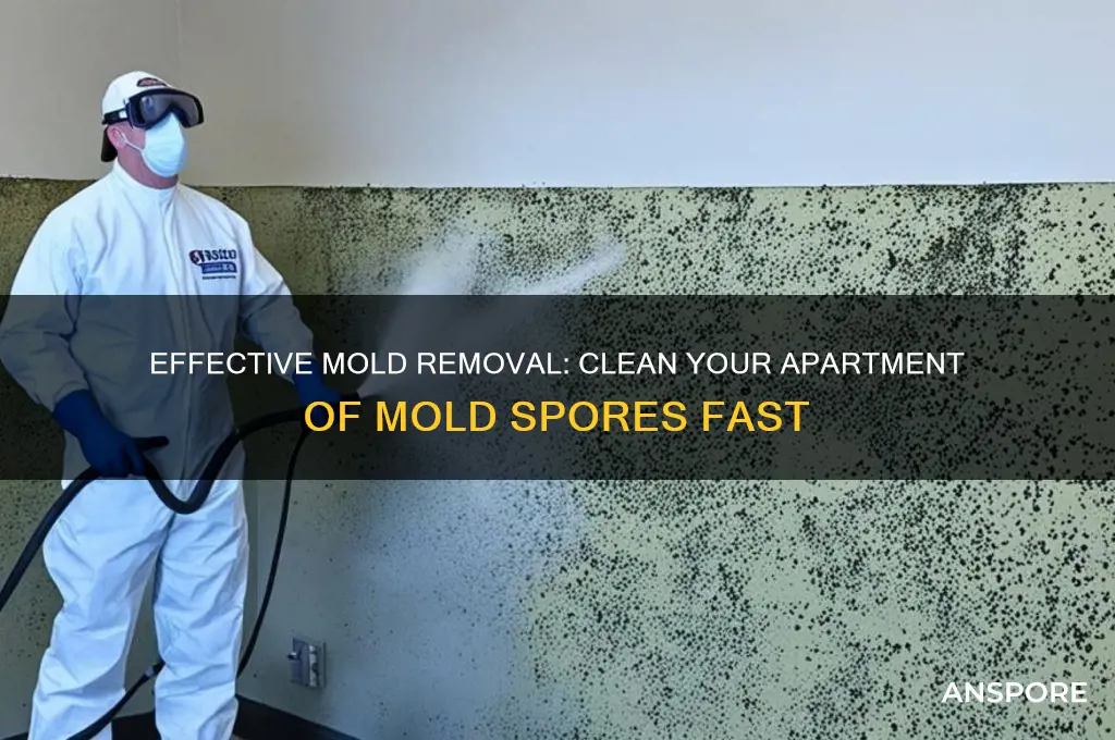how do i clean my apartment of mold spores