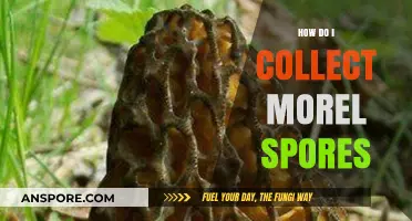 Mastering Morel Spores: A Beginner's Guide to Collection Techniques
