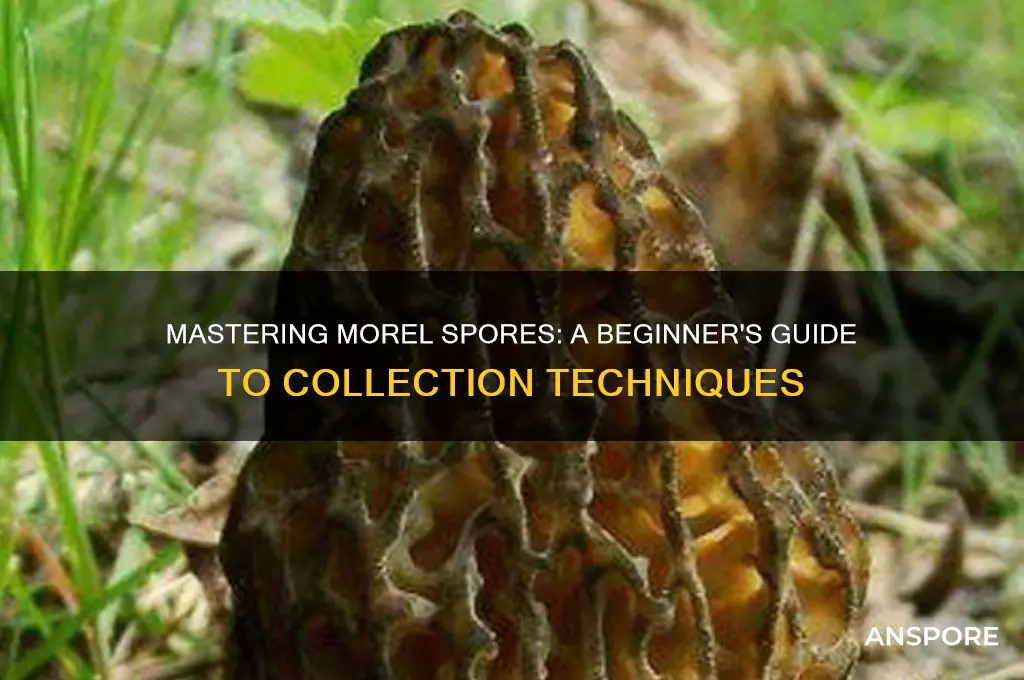 how do i collect morel spores