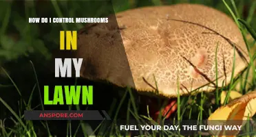 Controlling Mushrooms in Your Lawn: A Guide