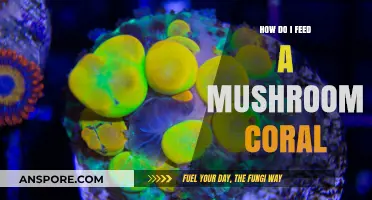 Feeding Mushroom Corals: A Guide to Proper Nutrition