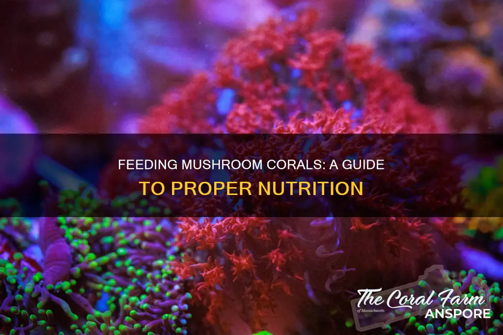 how do i feed a mushroom coral
