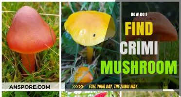 Foraging for Criminal Mushrooms: A Beginner's Guide to Safe Identification