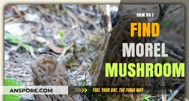 Discovering Morel Mushrooms: Expert Tips for Finding These Elusive Delicacies