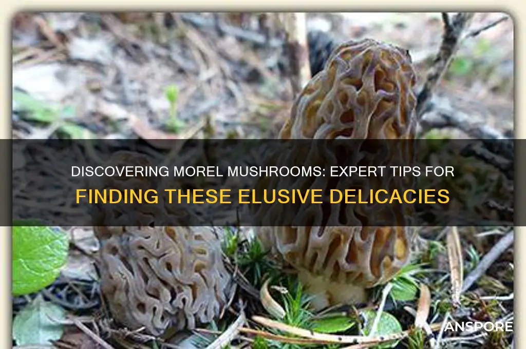 how do i find morel mushrooms