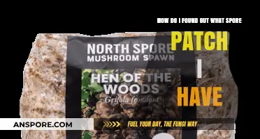 Identifying Your Spore Patch Version: A Quick and Easy Guide