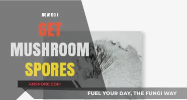 Discovering Mushroom Spores: A Beginner's Guide to Collection and Cultivation