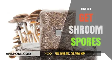 Where to Find and Legally Obtain Magic Mushroom Spores