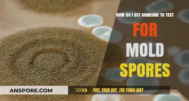 Effective Ways to Encourage Mold Spore Testing in Your Home