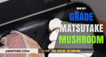 Grading Matsutake: A Guide to Selecting the Finest Fungi