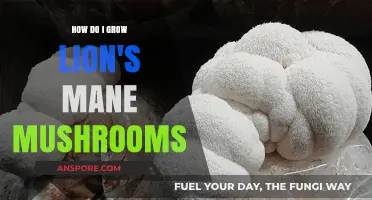 Mastering Lion's Mane Mushroom Cultivation: A Beginner's Step-by-Step Guide
