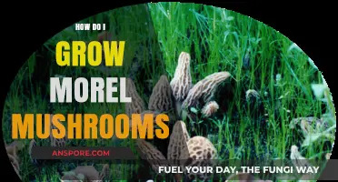 Mastering Morel Cultivation: A Step-by-Step Guide to Growing Morel Mushrooms