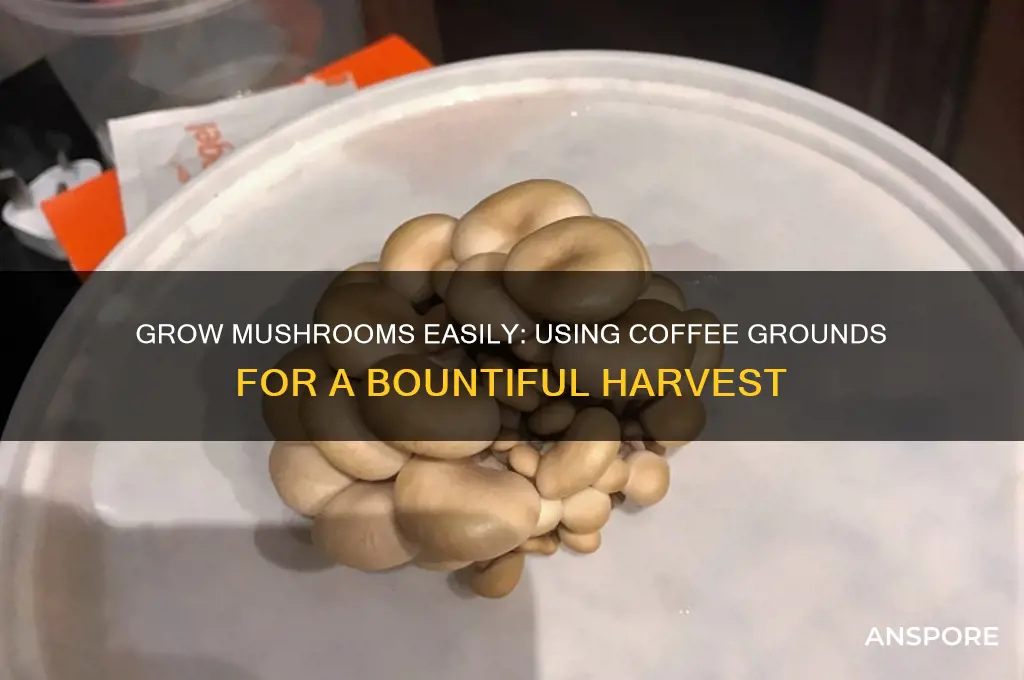 how do i grow mushrooms in coffee grounds