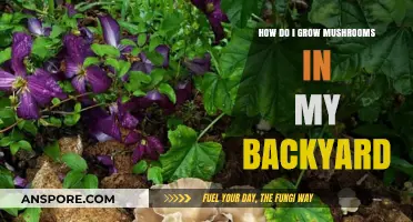 Backyard Mushroom Cultivation: A Beginner’s Guide to Growing Fungi at Home