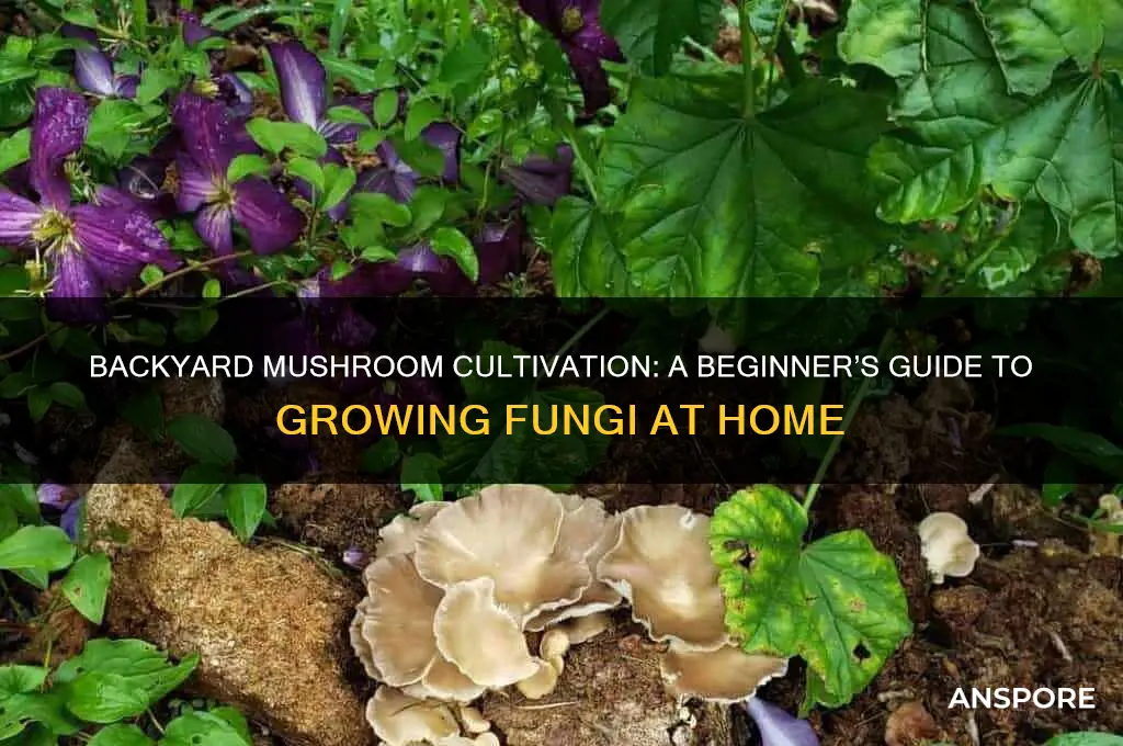 how do i grow mushrooms in my backyard
