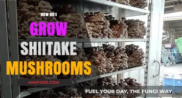 Mastering Shiitake Cultivation: A Beginner's Guide to Growing Delicious Mushrooms