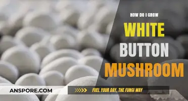 Mastering White Button Mushroom Cultivation: A Step-by-Step Growing Guide