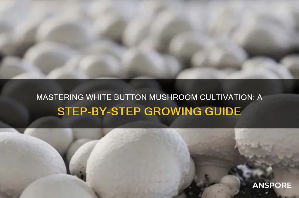 how do i grow white button mushrooms