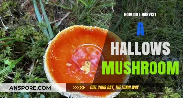 Harvesting Hallows Mushrooms: A Step-by-Step Guide